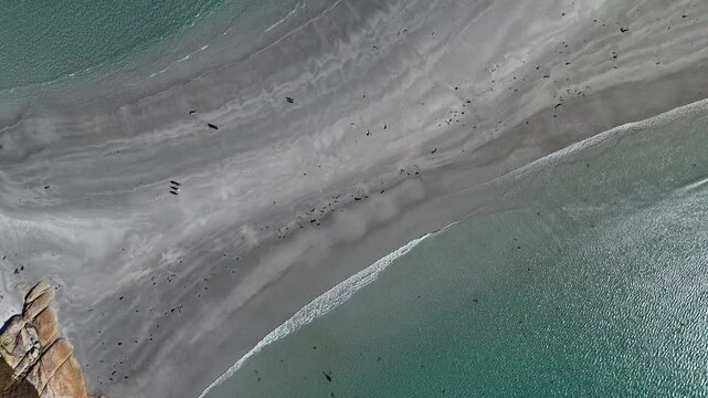Aerial top down of tourist on sand surrounded by clear ocean water. Diamond Island in Tasmania. Circling shot.