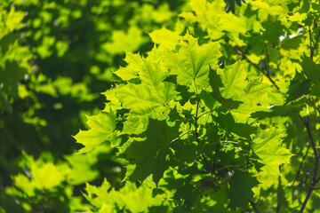 Green leaves on a tree in the park in summer