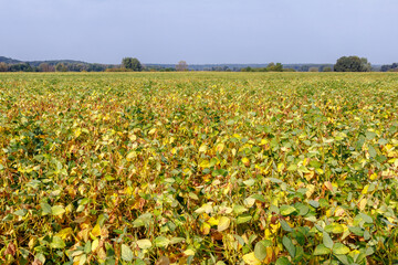 Ripe soybean field and beautiful blue sky with clouds. Green yellow hairy soybean pods ripen in a soybean field. Soybean harvest in the field. The concept of a bountiful harvest.