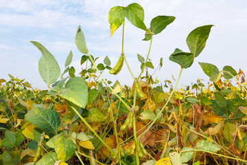 Green yellow hairy soybean pods ripen in a soybean field, close-up. Soybean field close-up. Soybean harvest in the field. The concept of a bountiful harvest. Soybeans in sunlight.