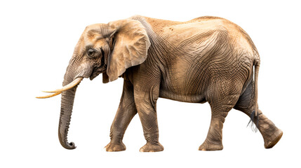 Obraz premium Right of way for dummies,Side view of african elephant standing on field ai generative..
