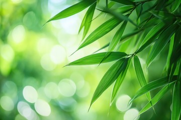 Green bamboo leaves with blurred background.