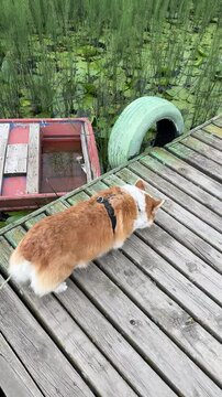 Dog walks on wooden deck along boats and pond with water lilies