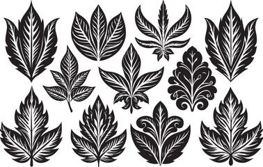 Set Ornaments leaves. Hand drawn vector illustration	

