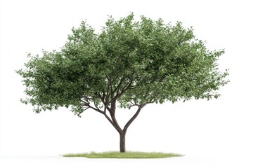 isolated rowan tree on a white background