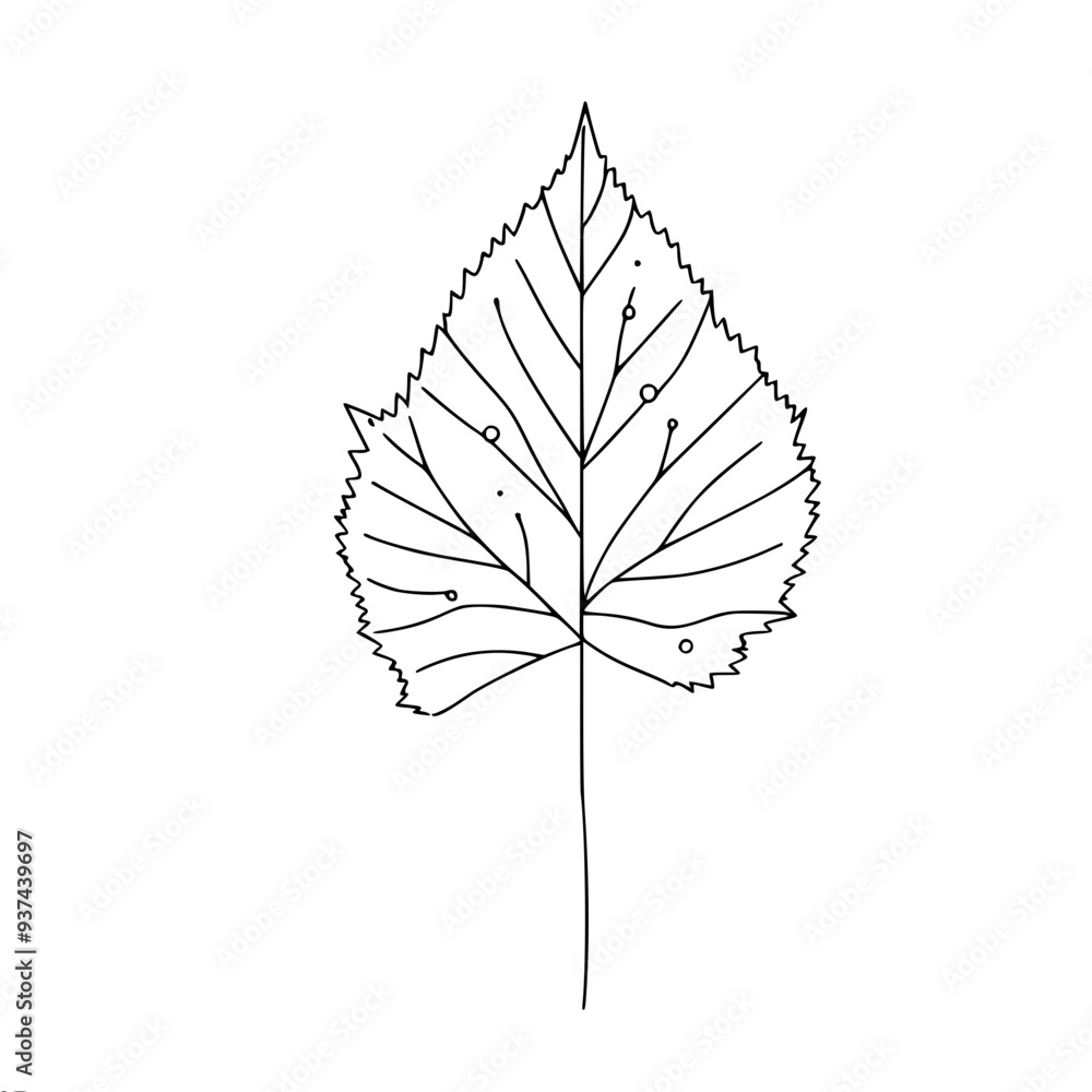 Aufkleber simple linear vector natural neat pattern of birch leaf with veins on white background black lines