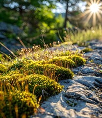 Green Moss On A Stone In The Sunlight