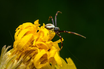 Goldenrod Crab Spider - Misumena vatia, beautiful common spider from European meadows and gardens, Czech Republic.