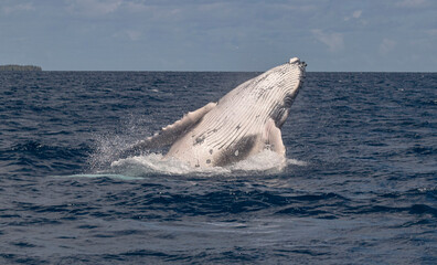 Fototapeta premium whale jumping out of water