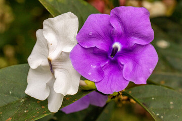 purple and white flower
