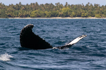 Obraz premium humpback whale tail