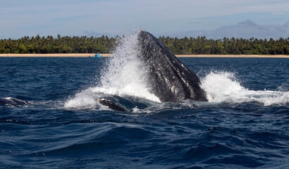 Fototapeta premium whale jumping in water