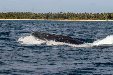 Fototapeta premium humpback whale