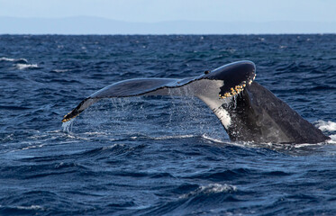 Humpback whale tail