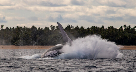 humpback whale jumping out of water