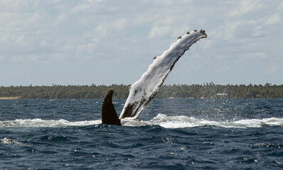 Humpback whale  