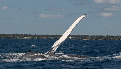 Humpback whale fin