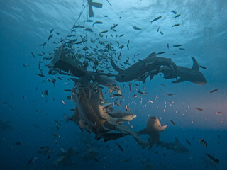 Sharks feeding