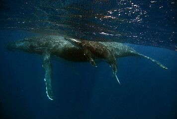Fototapeta premium Humpback whale swimming