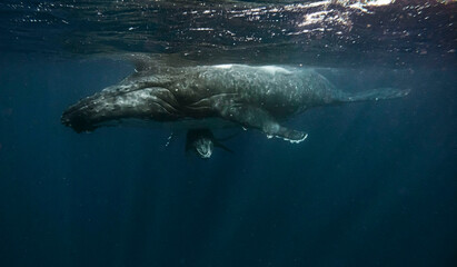 Naklejka premium Humpback whale swimming