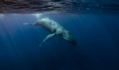 Obraz premium Humpback whale swimming