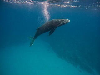Humpback whale swimming