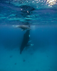 Humpback whale swimming