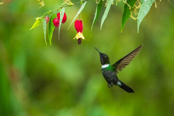 Gorgeted Sunangel, Heliangelus strophianus, hummingbird from Mindo forest, Bellavista, Ecuador. Wildlife scene from nature. Birdwatching 
