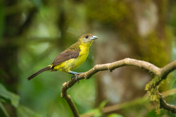 Female Flame-rumped Tanager Ramphocelus flammigerus on mossy stick against green background