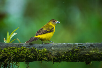Female Flame-rumped Tanager Ramphocelus flammigerus on mossy stick against green background