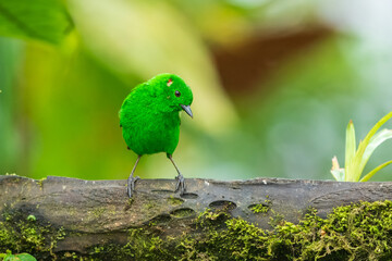 Glistening-green Tanager, Chlorochrysa phoenicotis, Brilliantly-colored tanager of Andean cloud forest in western Ecuador and western Colombia. Male is bright emerald-green with small red and white sp