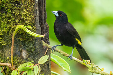 Male Flame-rumped Tanager Ramphocelus flammigerus on mossy stick against green background