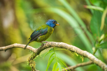 Moss-backed Tanager - Bangsia edwardsi, beautiful colored tanager from western Andean slopes, Amagusa, Ecuador.