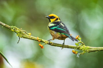 Flame-faced tanager, Tangara parzudakii, sitting on beautiful mossy branch. Bird from Mindo, Ecuador. Birdwatching in South America. Animal in the green forest. Tropic bird in the jungle forest.