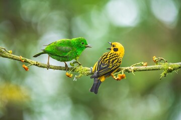 Golden Tanager - Tangara arthus, Small tanager found in Andean foothills and subtropical zone from Venezuela to Bolivia. 4k resolution