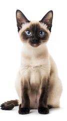 siamese cat isolated on white background