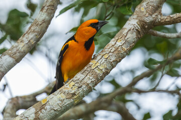 Altamira Oriole Icterus gularis, Large bright orange oriole with thick dark bill, found in open shrubby woodland. 