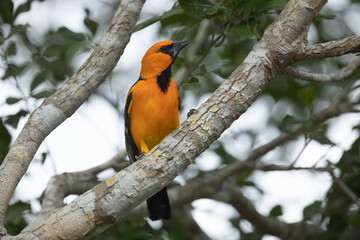 Altamira Oriole Icterus gularis, Large bright orange oriole with thick dark bill, found in open shrubby woodland. 