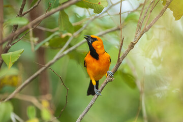 Altamira Oriole Icterus gularis, Large bright orange oriole with thick dark bill, found in open...
