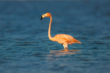 Celestun, Yucatan, Mexico: American flamingos - Phoenicopterus ruber - wading in the shallow waters of the Celestun Biosphere Reserve. © Miroslav Srb