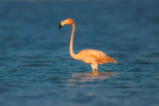 Celestun, Yucatan, Mexico: American flamingos - Phoenicopterus ruber - wading in the shallow waters of the Celestun Biosphere Reserve.
