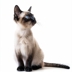 siamese cat isolated on white background