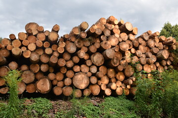 Holzstapel