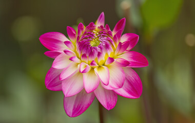 Flower of a pink dahlia, pink and white petals of a dahlia, a flower opening its petals 