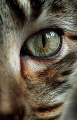 An intensely detailed generative AI illustration of a cat's eye, capturing the exquisite reflection and intricate textures around the fur and iris. Generative AI