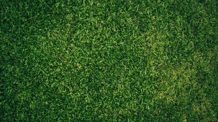 Obraz premium Explore Lawn Texture for Natural Landscape Backgrounds, enhancing visuals. Lush Green Grass