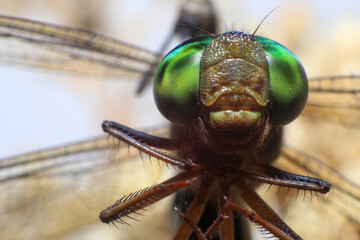 Ultra Macro of a dragonfly
