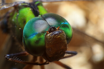 Ultra Macro of a dragonfly