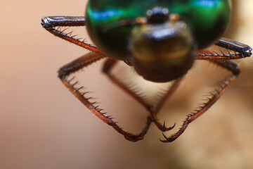 Ultra Macro of a dragonfly