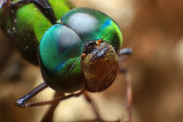 Ultra Macro of a dragonfly